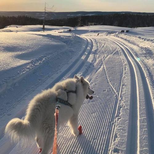 Med hund på skitur