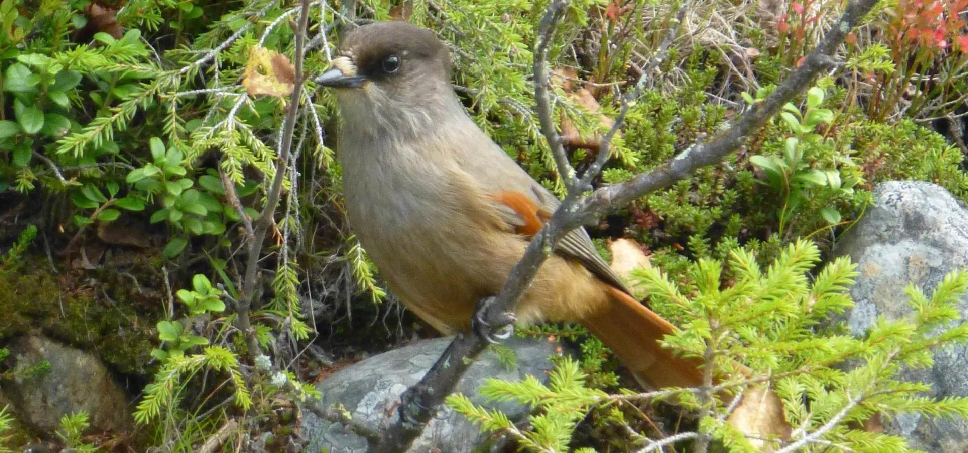 Lavskrike - Erik A. Hansen - Birdingbed