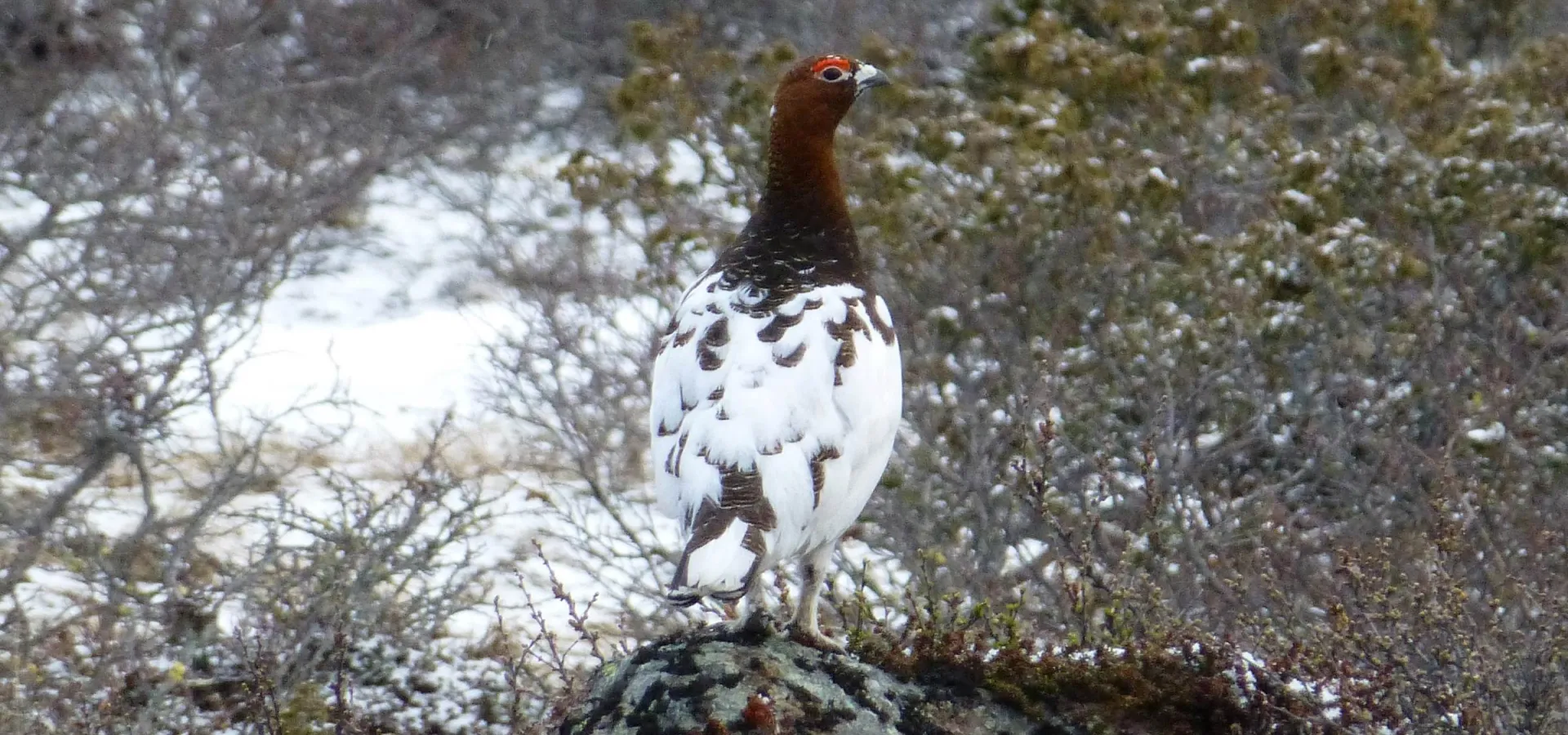 Lirype - Erik A. Hansen - Birdingbed