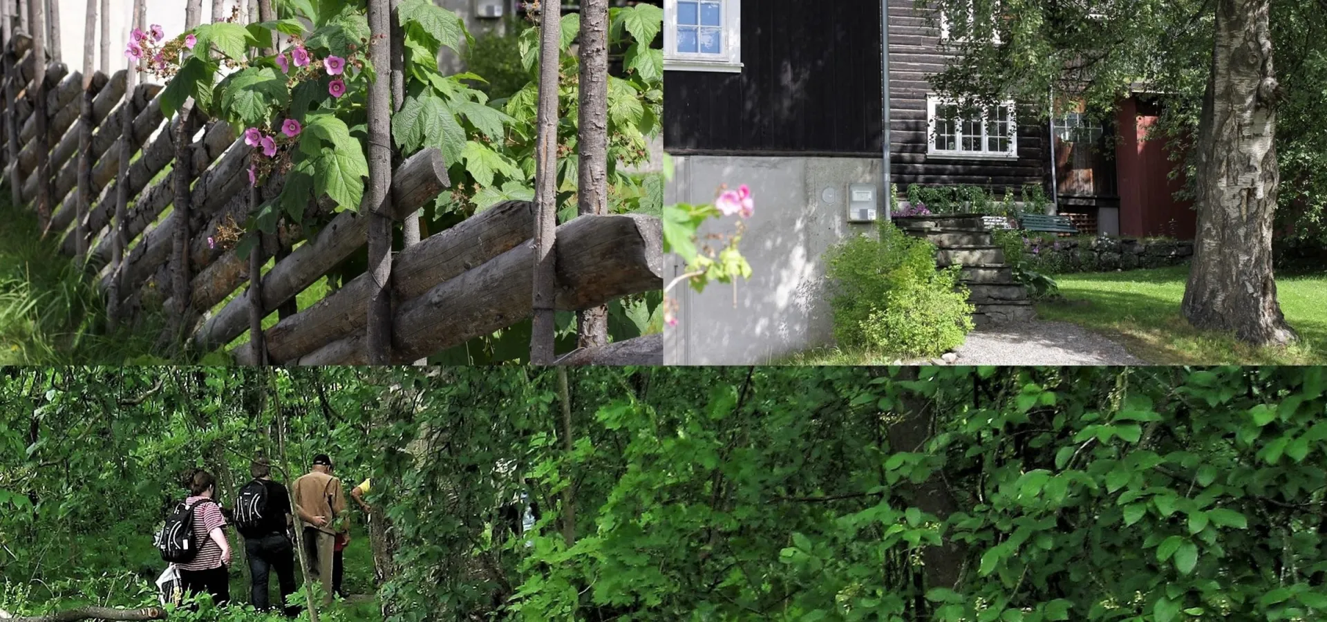 Bjerkebæk