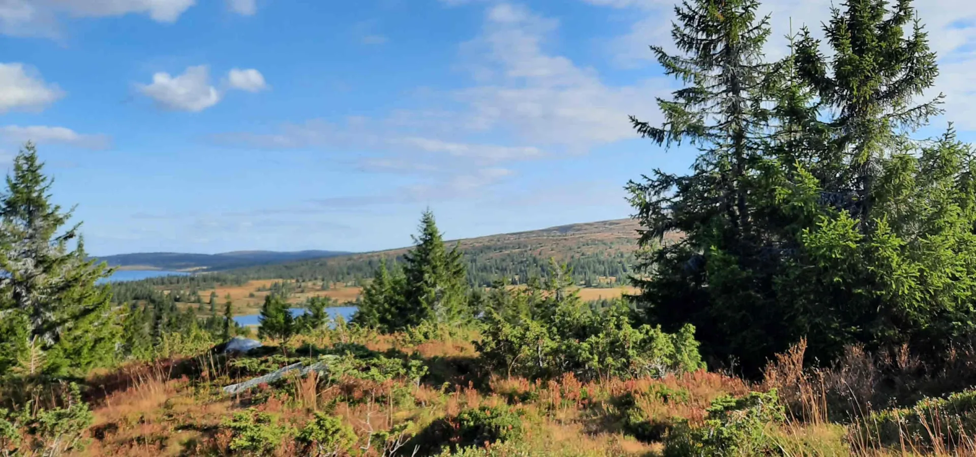 Høst på fjellet