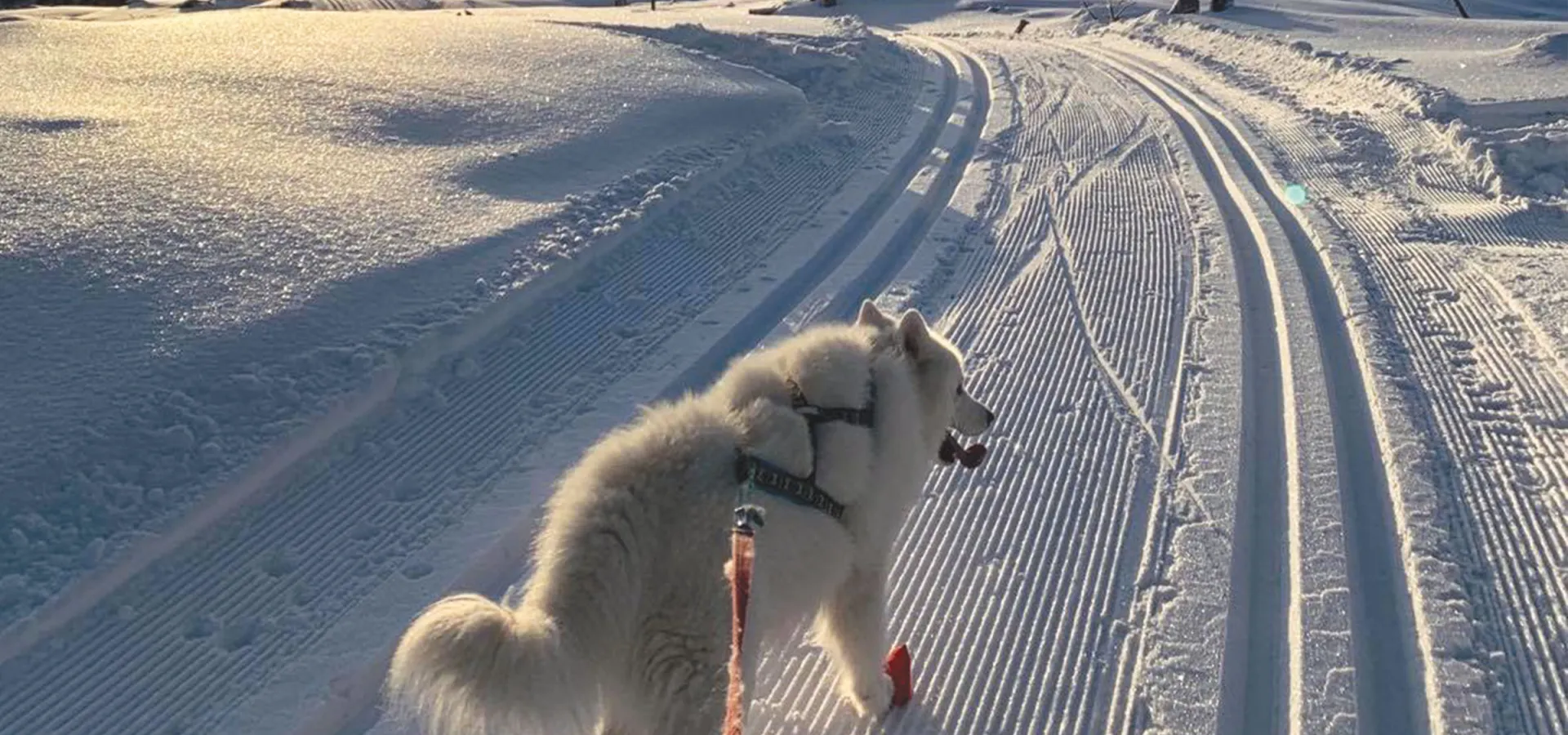 Med hund på skitur