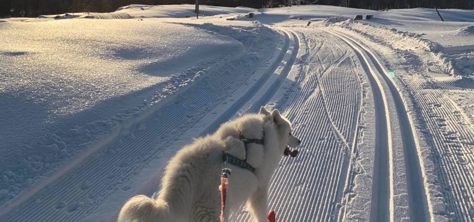Med hun i Hafjell