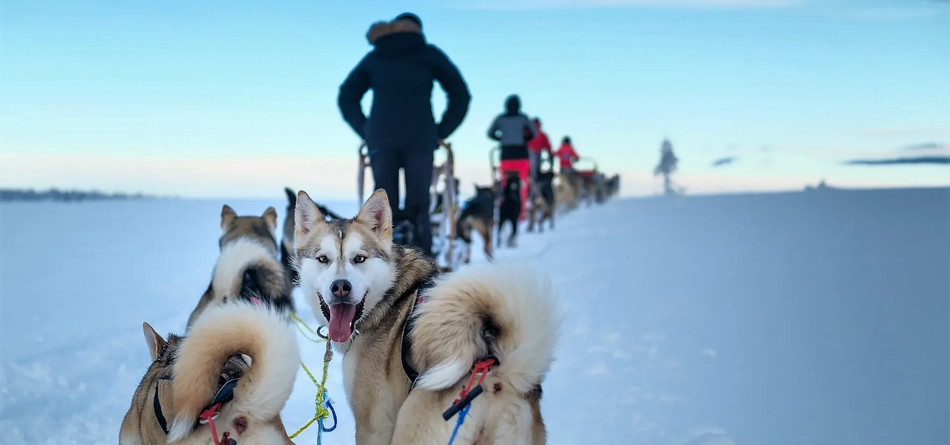 Sjusjøen husky