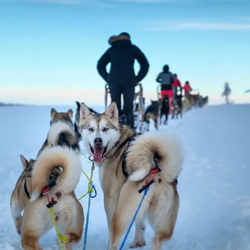 Husky