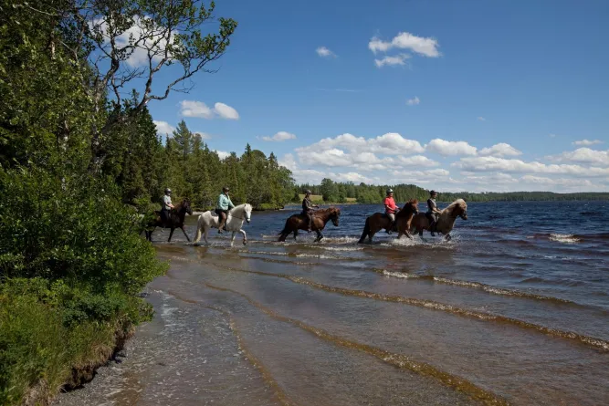 Mesna IJslandse paard