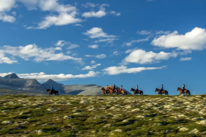 Mesna IJslandse paard