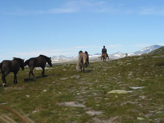 Mesna IJslandse paard