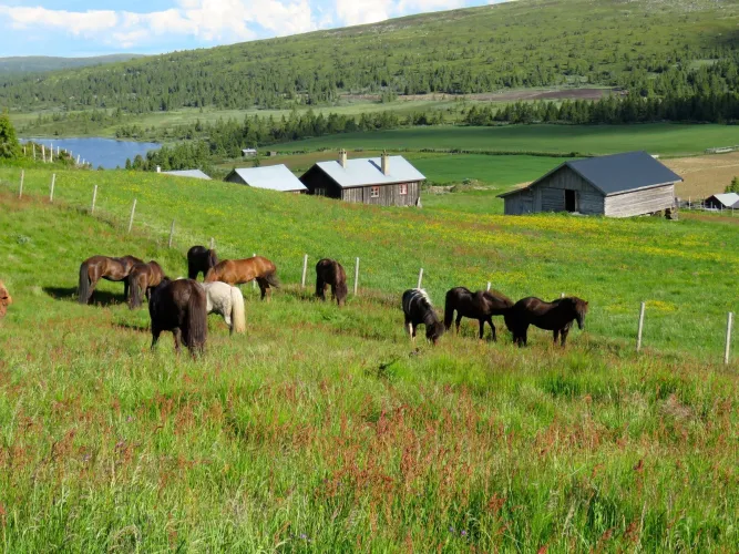 Mesna IJslandse paard