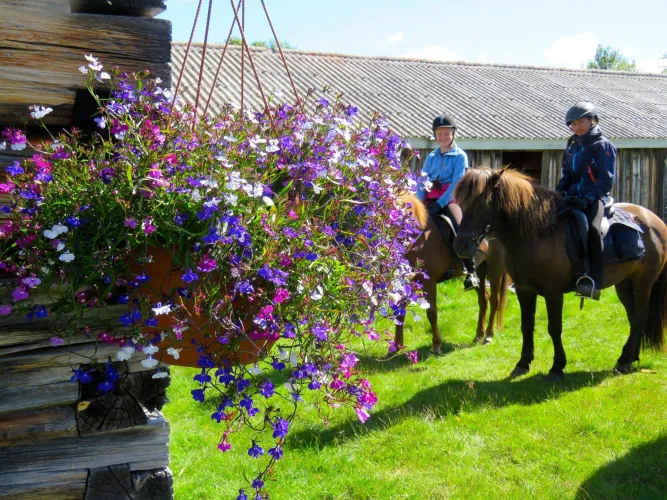 Mesna IJslandse paard