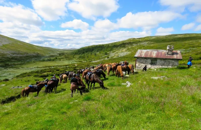 Mesna IJslandse paard