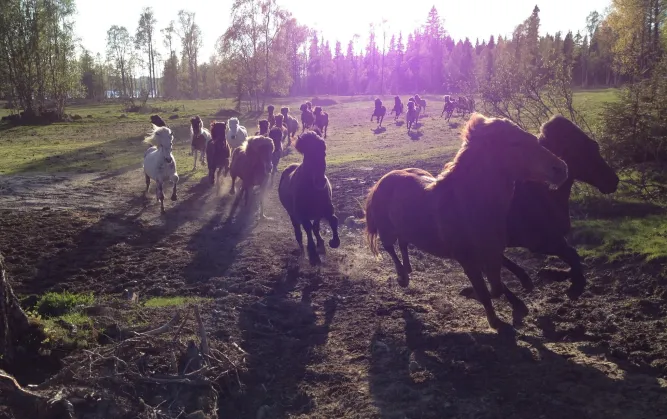 Mesna IJslandse paard