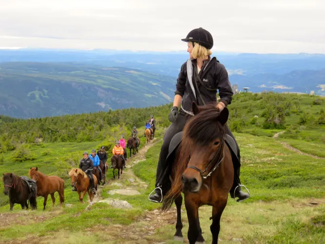 Mesna IJslandse paard