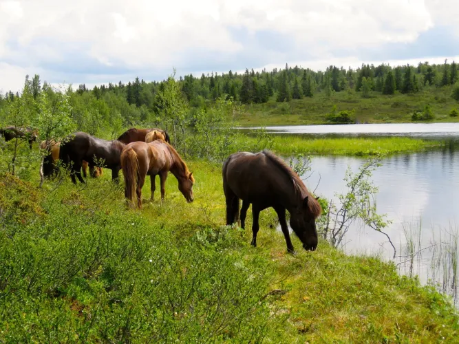 Mesna IJslandse paard