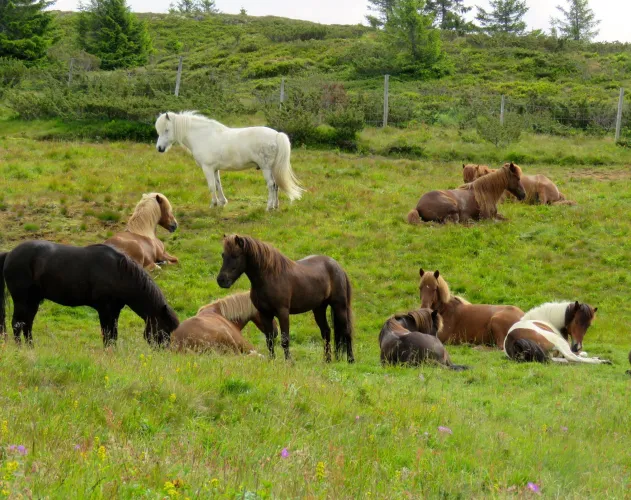 Mesna IJslandse paard