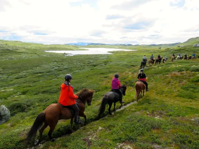Mesna IJslandse paard