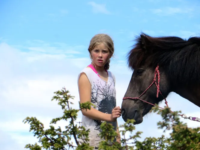 Mesna IJslandse paard