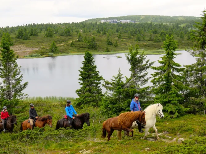 Mesna IJslandse paard