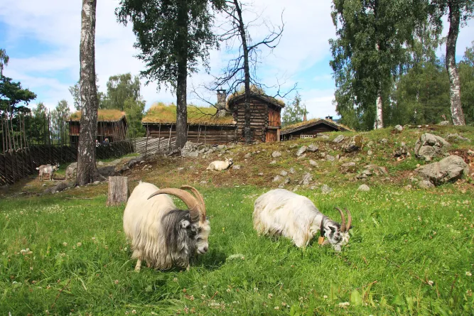 Kinderzomerdag in Maihaugen