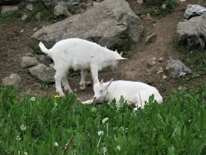 Kinderzomerdag in Maihaugen