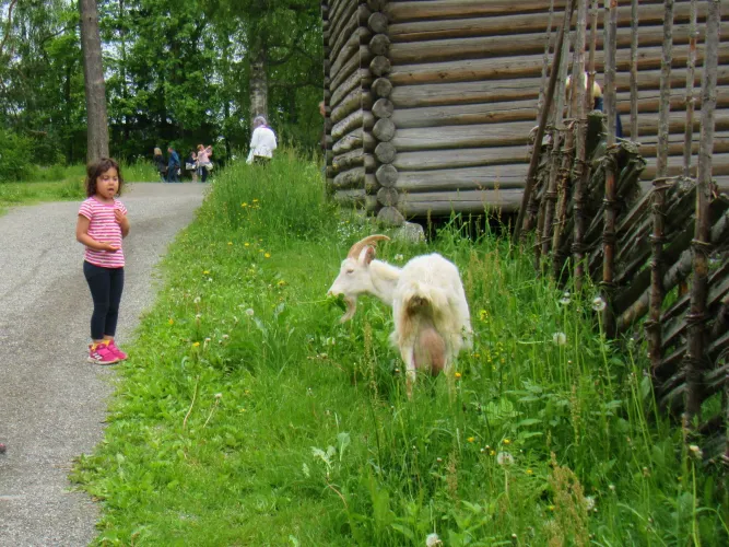 Kinderzomerdag in Maihaugen