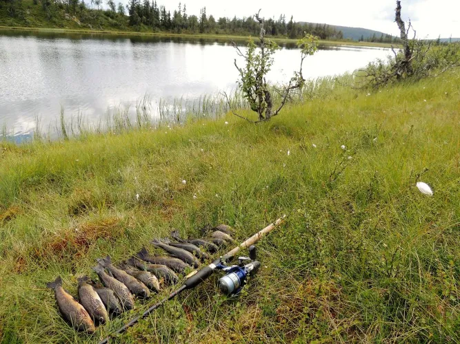 Vissen in Lillehammer, Mjøsa en Gudbrandsdalen