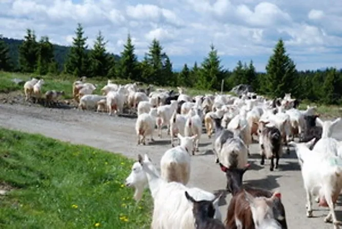 Wandelen in de regio