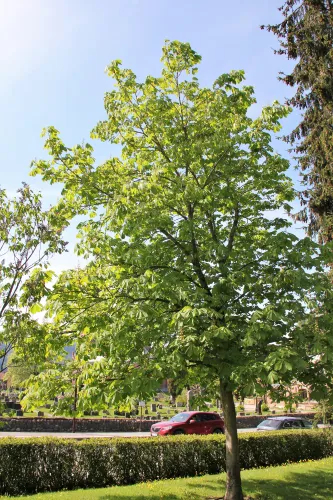 Søndre park Lillehammer