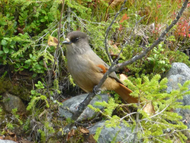 Vogels spotten in Øyerfjellet