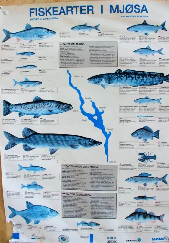Informationsplakat mit blau gezeichneten Fischen und Karte des Mjøsa-Sees sowie Textkästen zu Arten und Fakten..