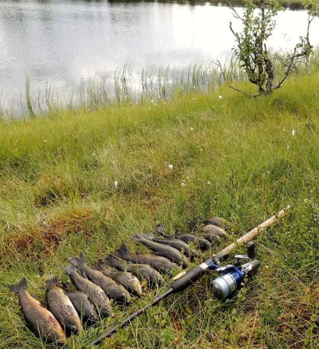 Several fish laid on grassy ground beside a lake, with a fishing rod and reel resting nearby in daylight..