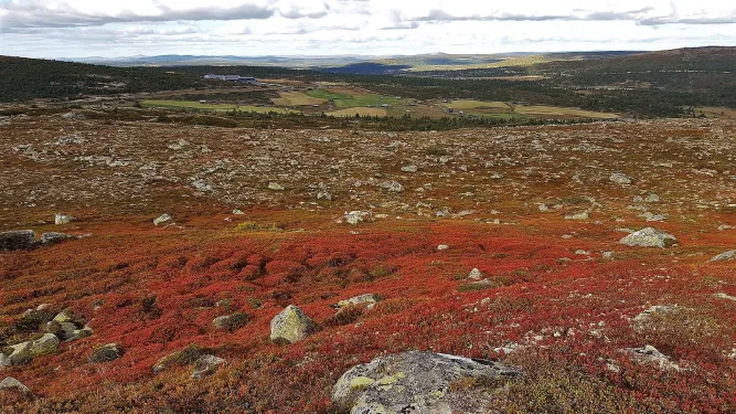 Vissen in Øyerfjellet