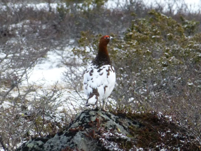 Vogels spotten in Øyerfjellet