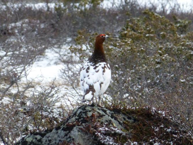 Bird watching in the Øyer mountains