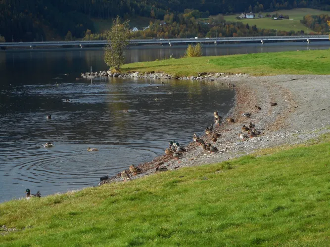Lågendeltaet Natuurreservaat