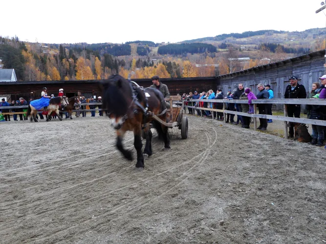 Paardenshow 
