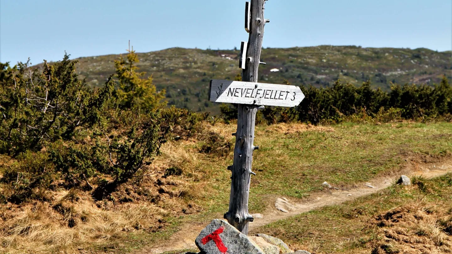 Ut i naturen på Øyerfjellet